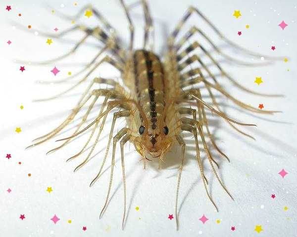 Супер Мухоловочка Защитница дома и Компания разных продажа обмен