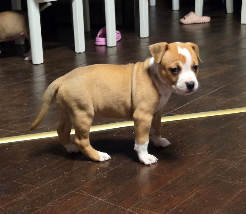 Efektowna Show Quality Suczka American Staffordshire Terrier ZKwP FCI