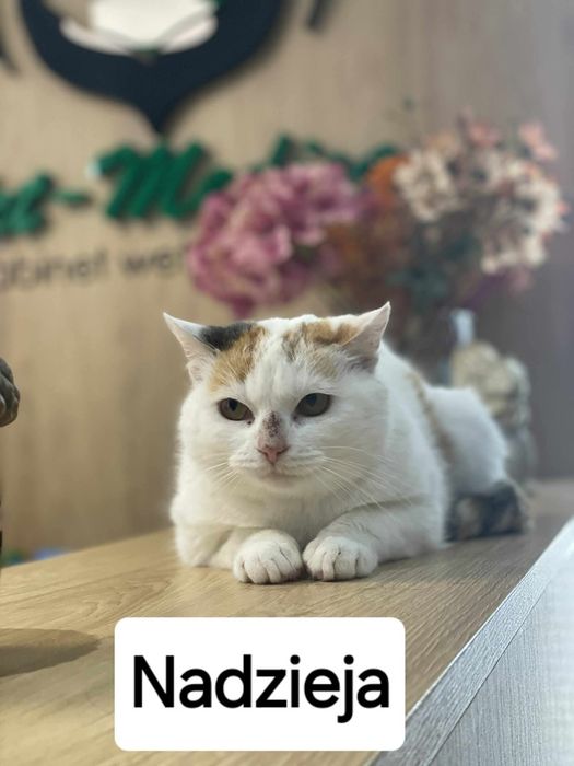 Kotka Nadzieja do adopcji