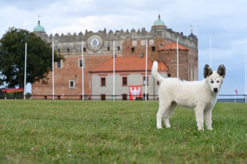 Łajka jakucka nie samoyed nie border nie owczarek