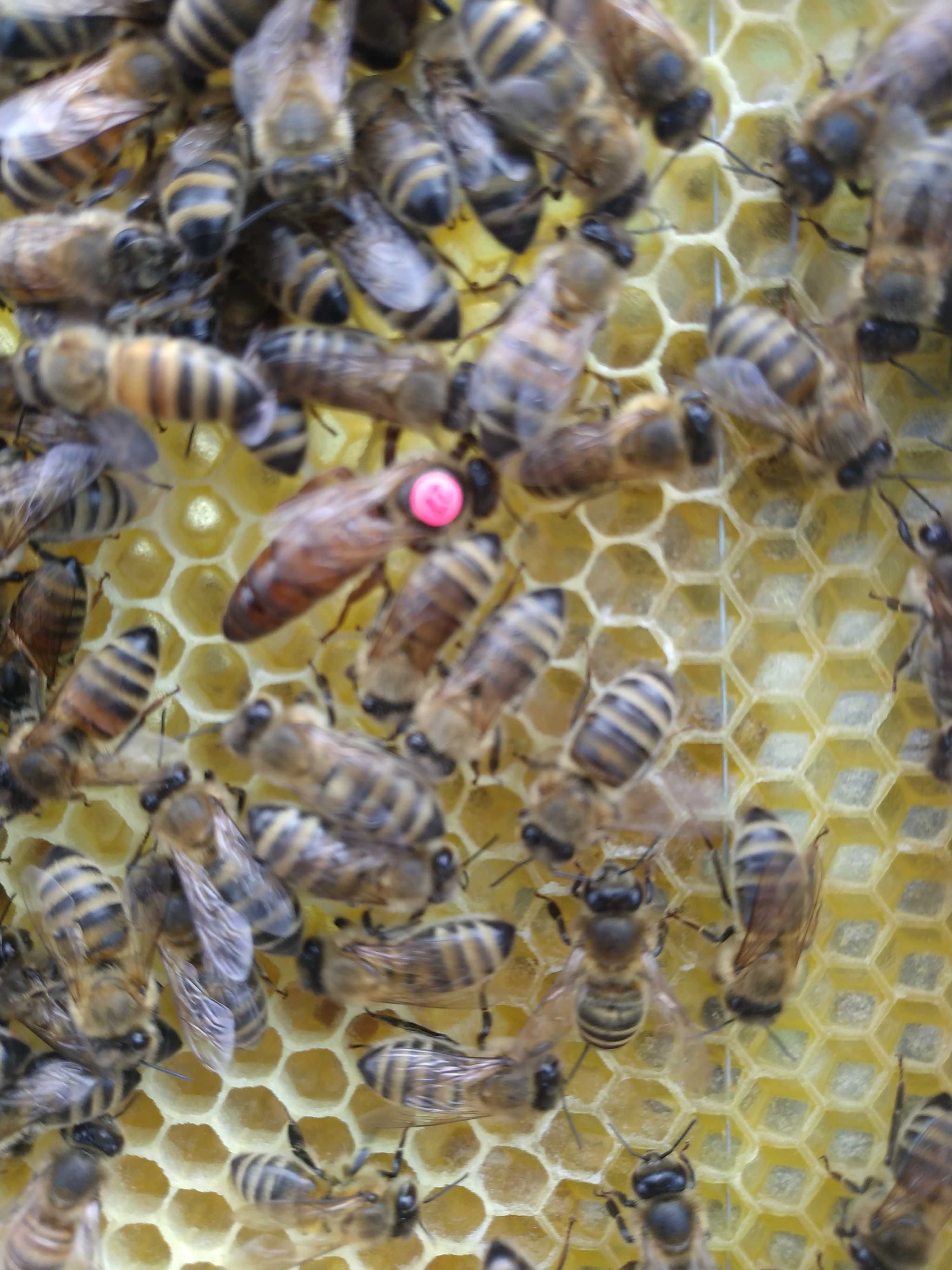Pszczoły rodziny pszczele ramka warszawska poszerzona z ulami