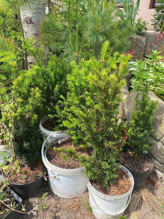 WYPRZEDAŻ - drzewka, sadzonki, krzewy ozdobne