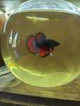 Bettas  Macho – Várias Cores e Padrões