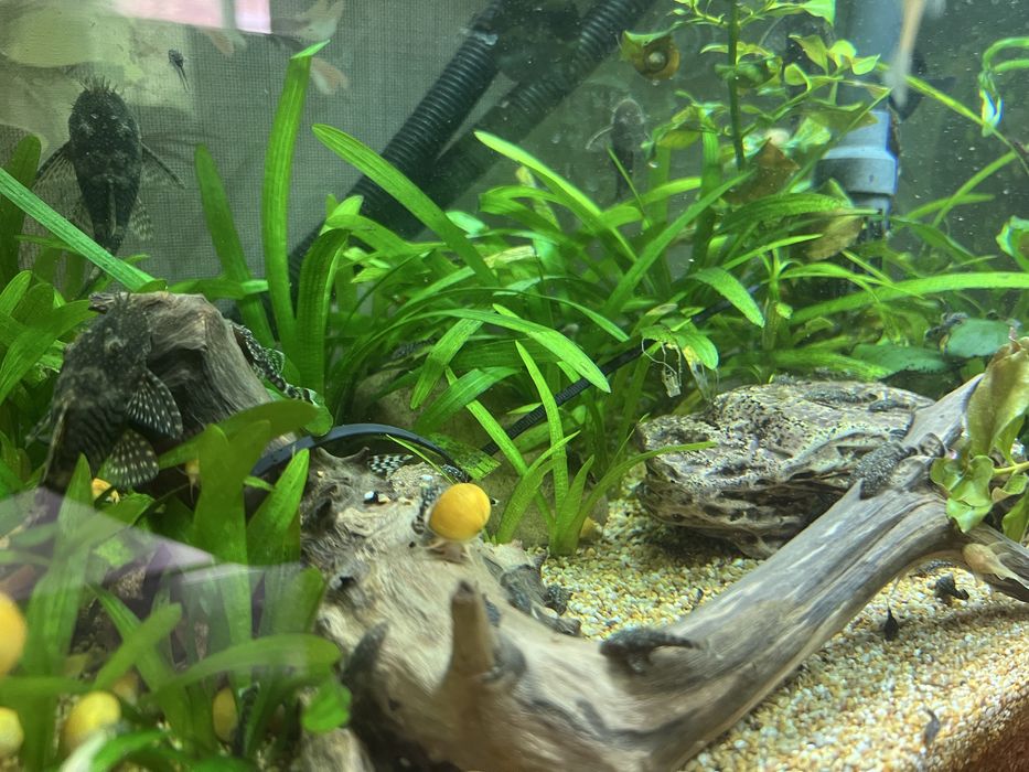 Акваріум, Fluval, 204, рибки