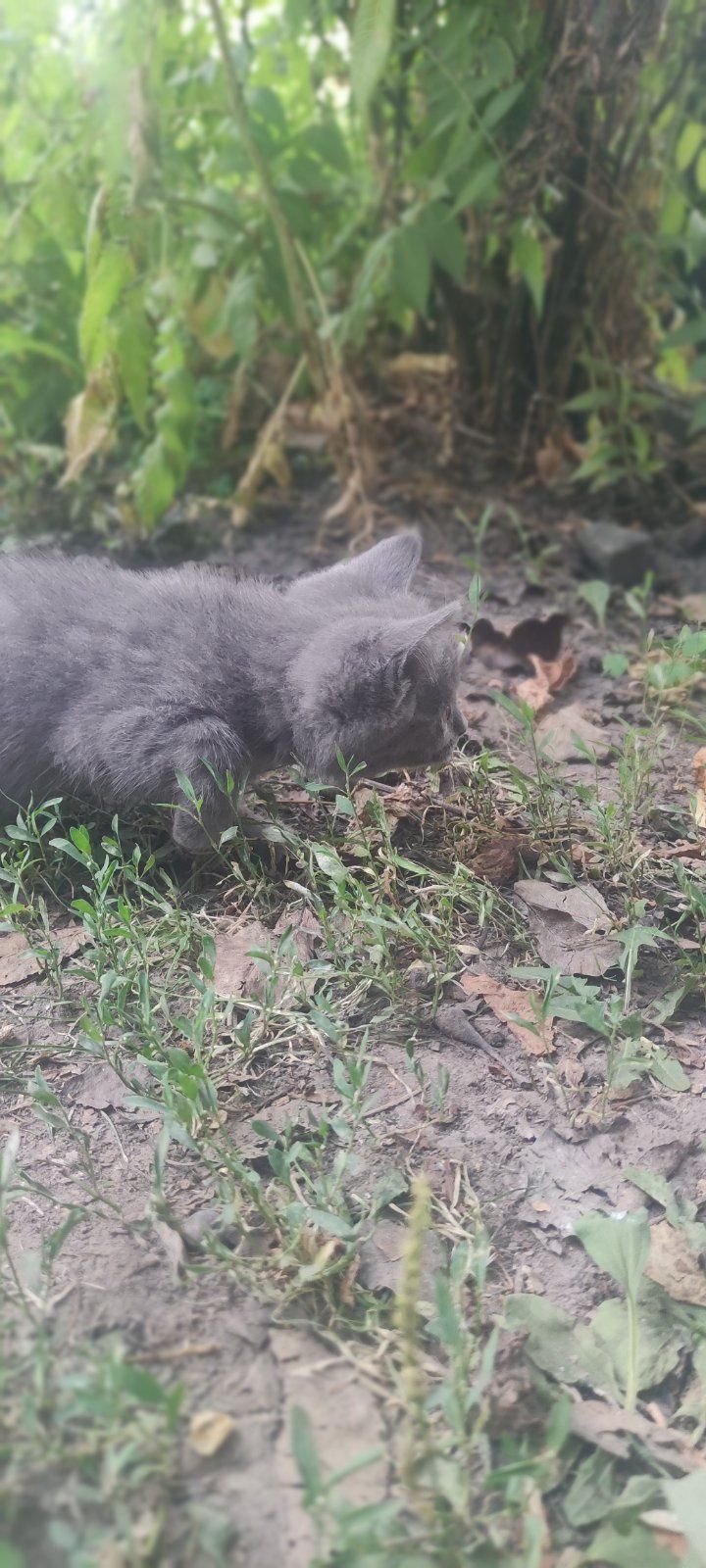 Кошенята британські