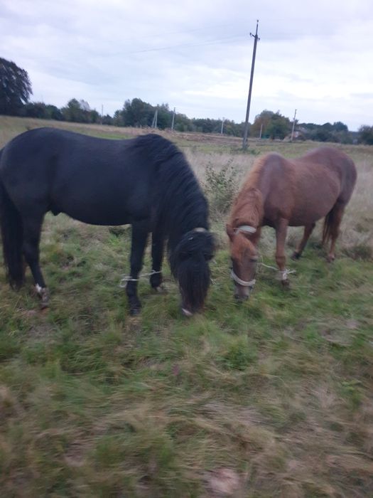 продається кінь жеребець