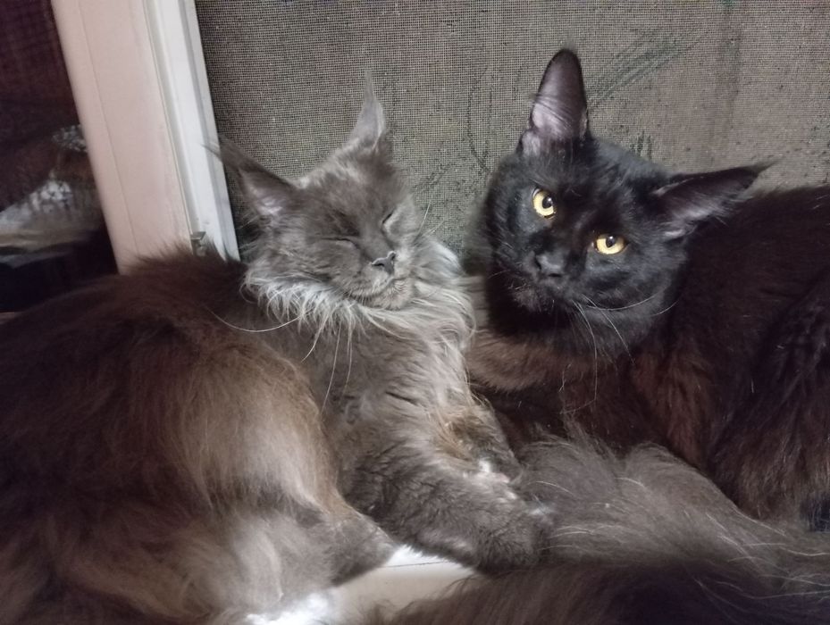 Мейкун пара, на розвод в хороші