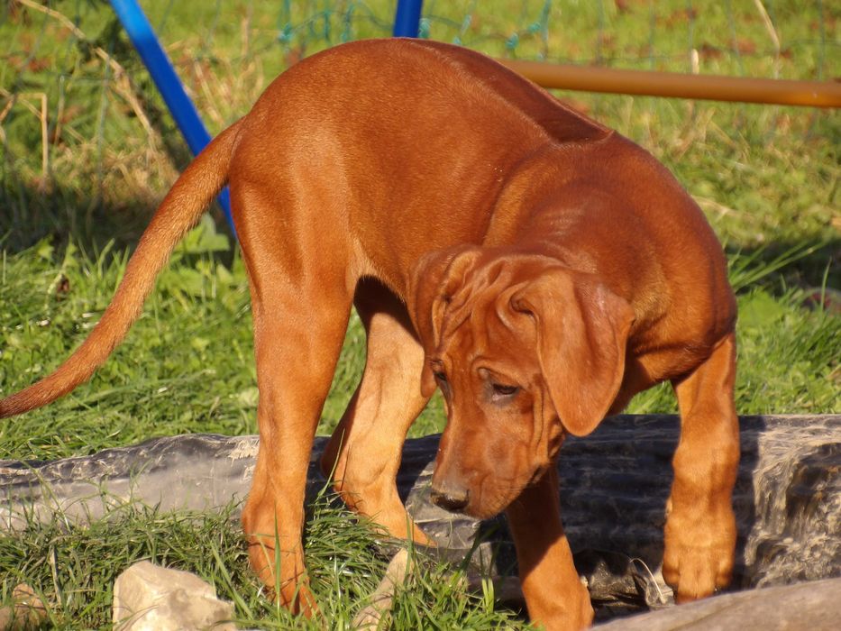 ODWOŁANA rezerwacja - PASZPORT - Suczka Rhodesian Ridgeback wystawowa