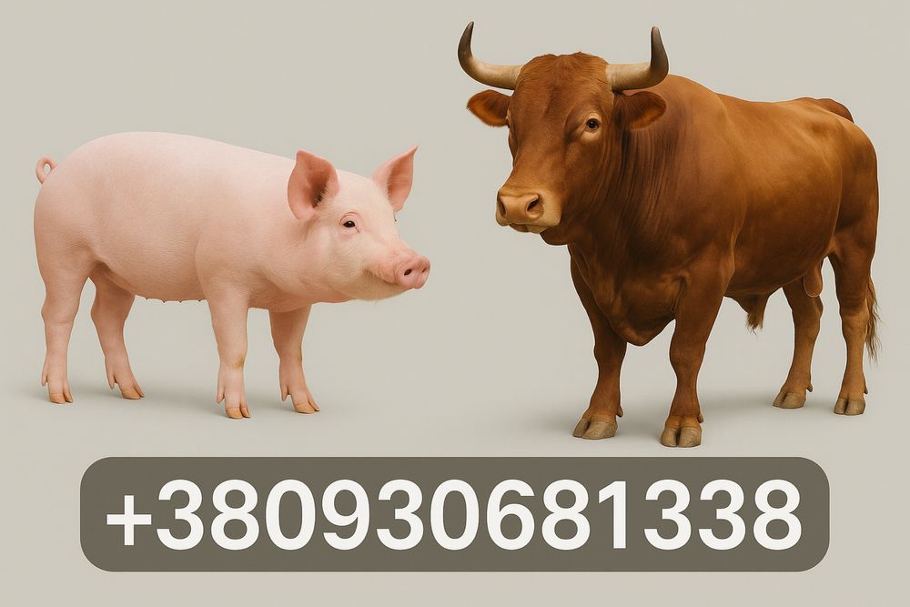 Професійний забій худоби