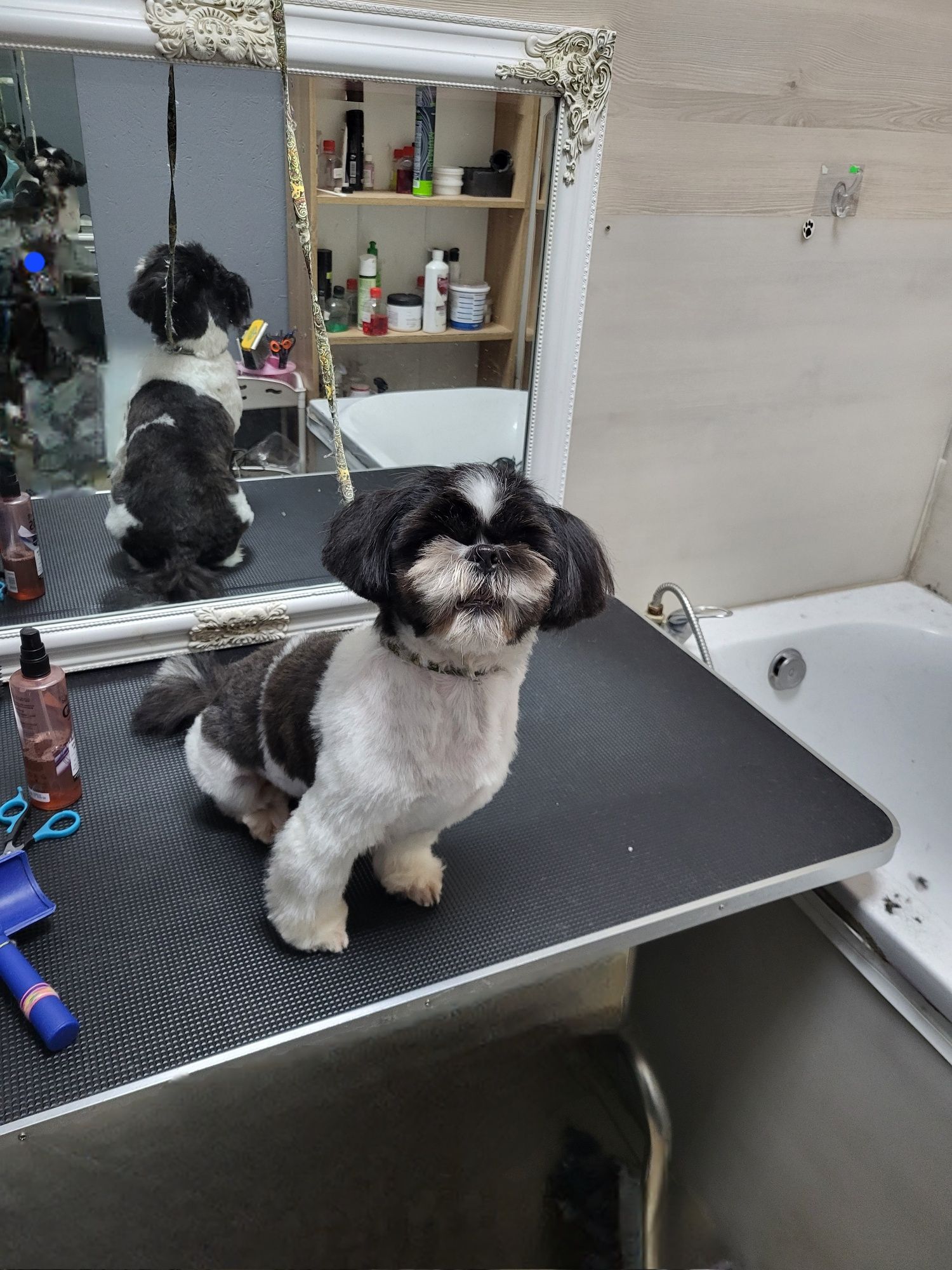 Салон Lovely Pets запрошує на грумінг