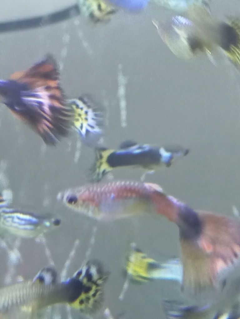 Guppys e Mollys Gold Black
