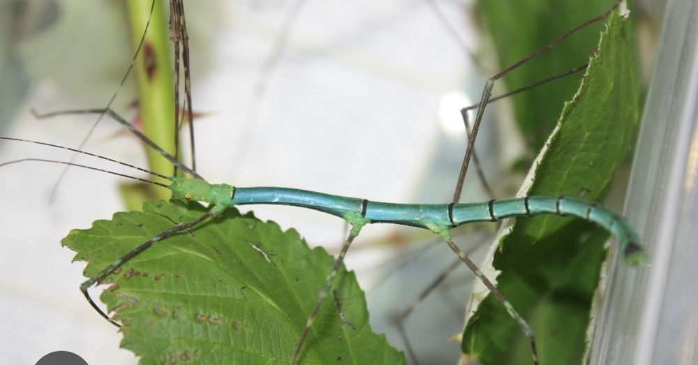 Mystery box z owadami