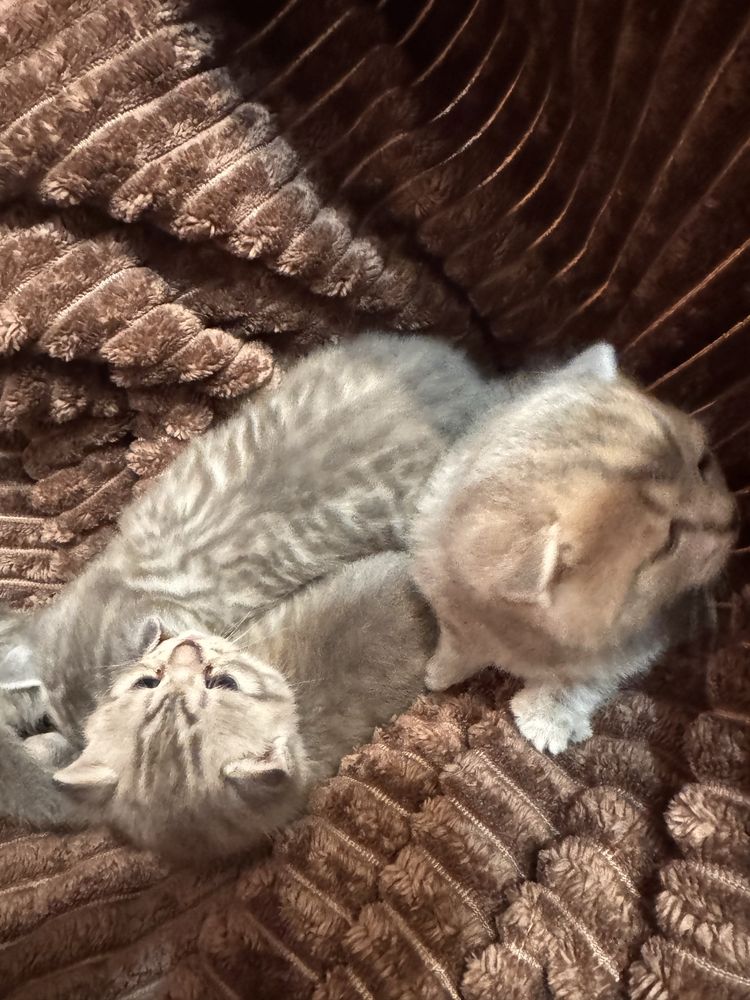 Котята шотландской вислоухой кошки