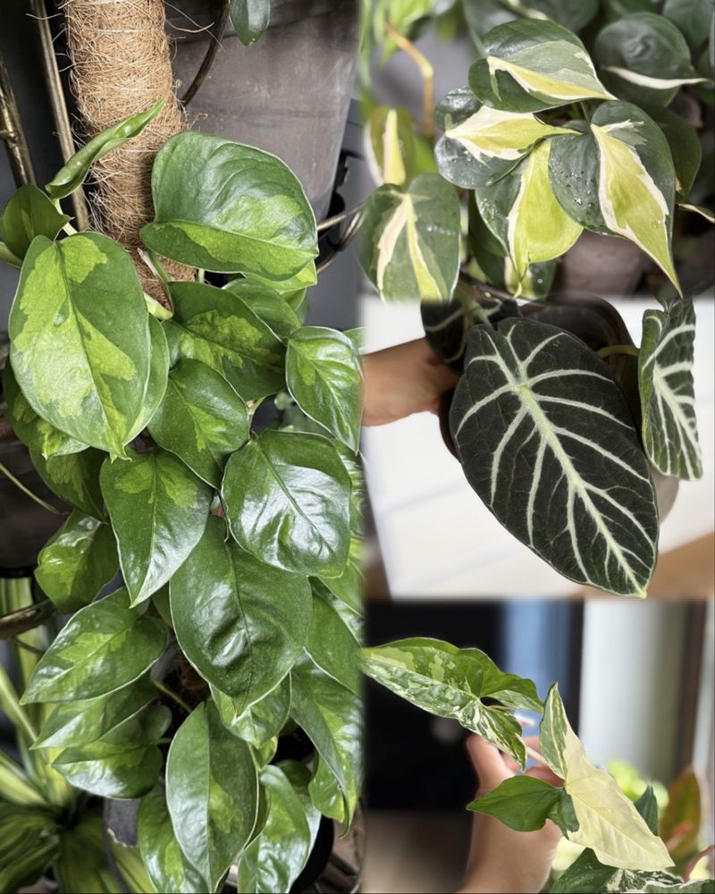 Nadwyżka roślin alokazja, epipremnum, monstera, filodendron