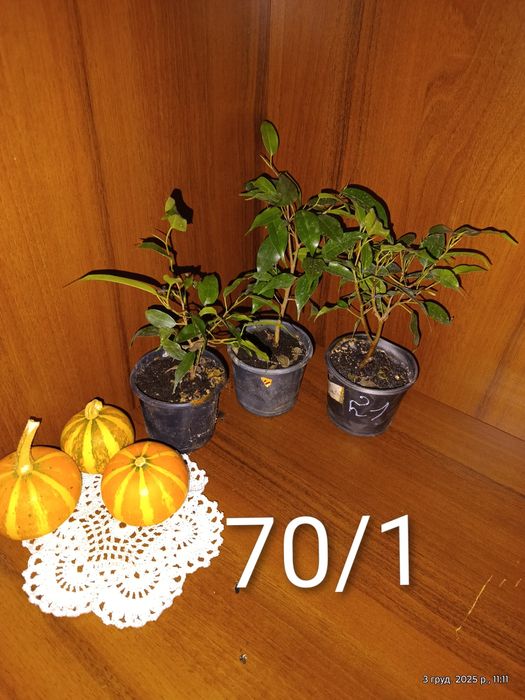 Калла,ахіменеси, традесканція ,фуксія,фікус,бугенвіллія, горт. широкол