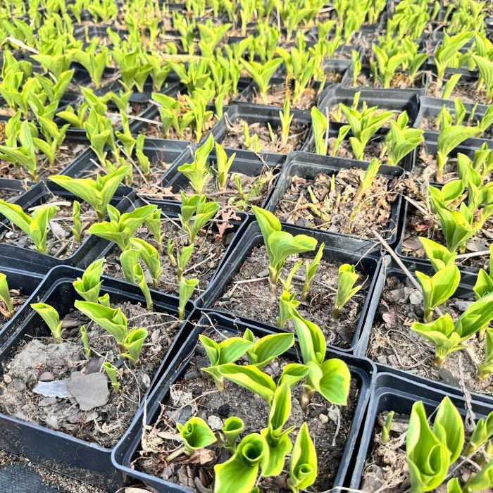 Funkia Hosta 'Golden Tiara' W DONICZCE 2.0L Jasne liście