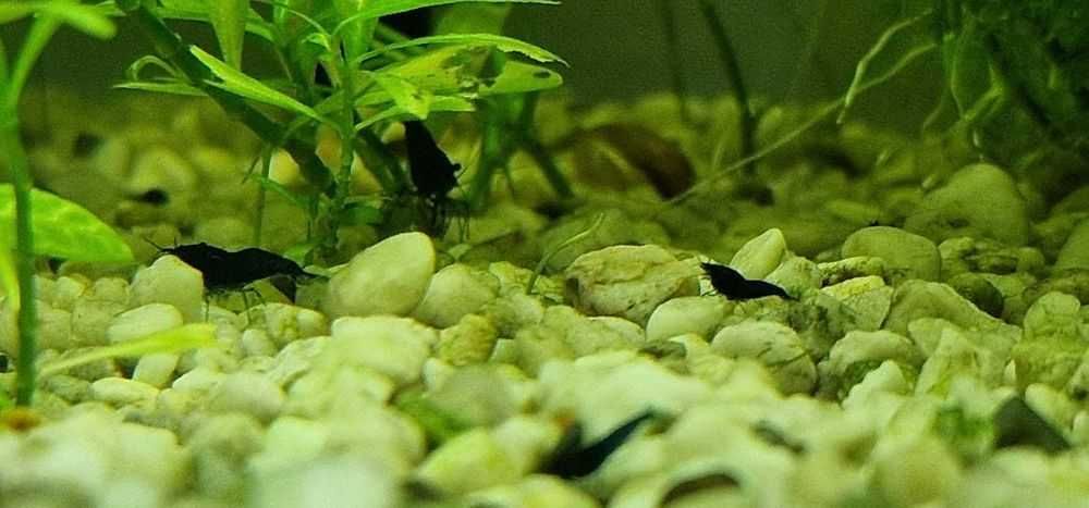 Camaroes Neocaridina David Blue