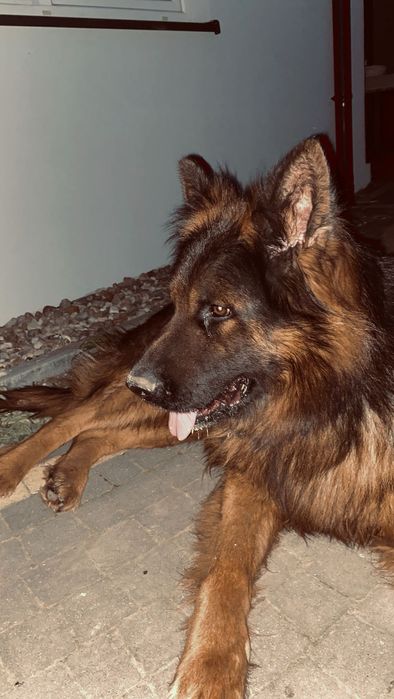 Owczarek niemiecki samiec