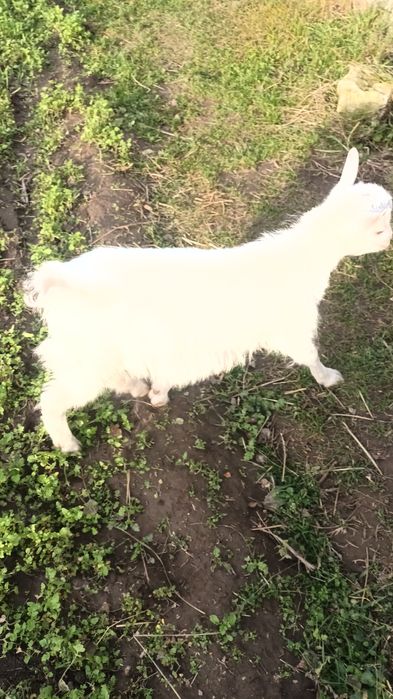 Продам козленка 2 місяці