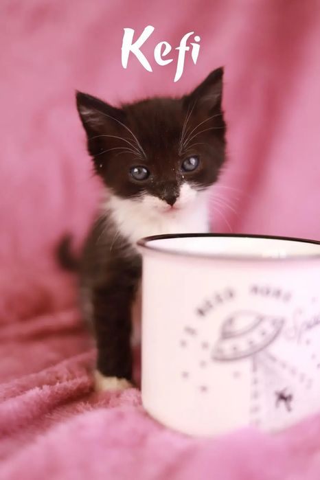 Urocze kociaki szukają kochających opiekunów