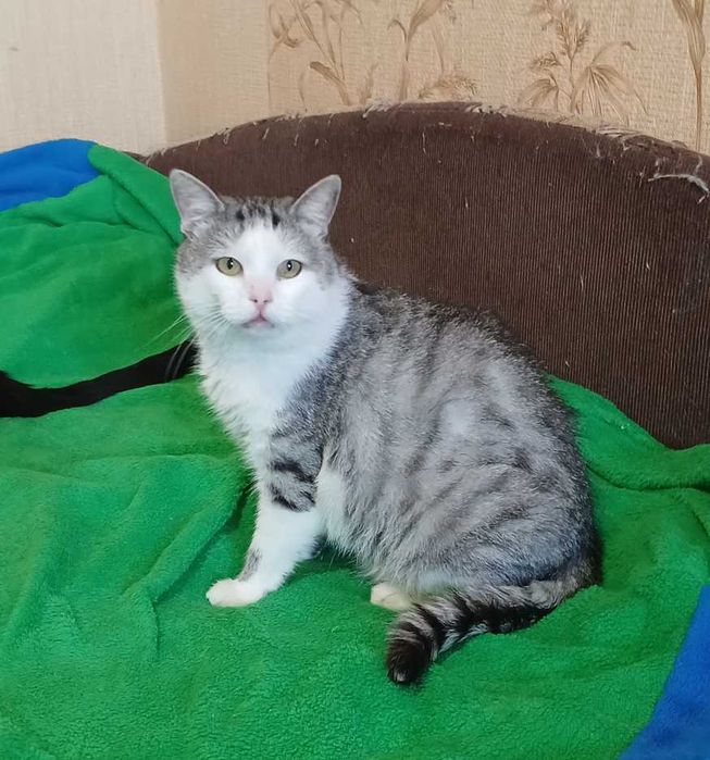 Роскошный красивый кот Маркиз, 3 года