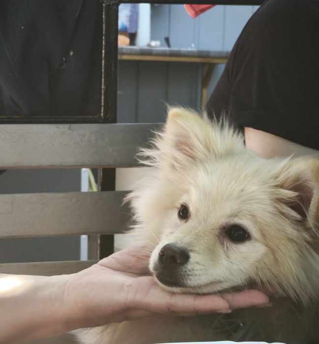 Шпіц віддаємо один рік