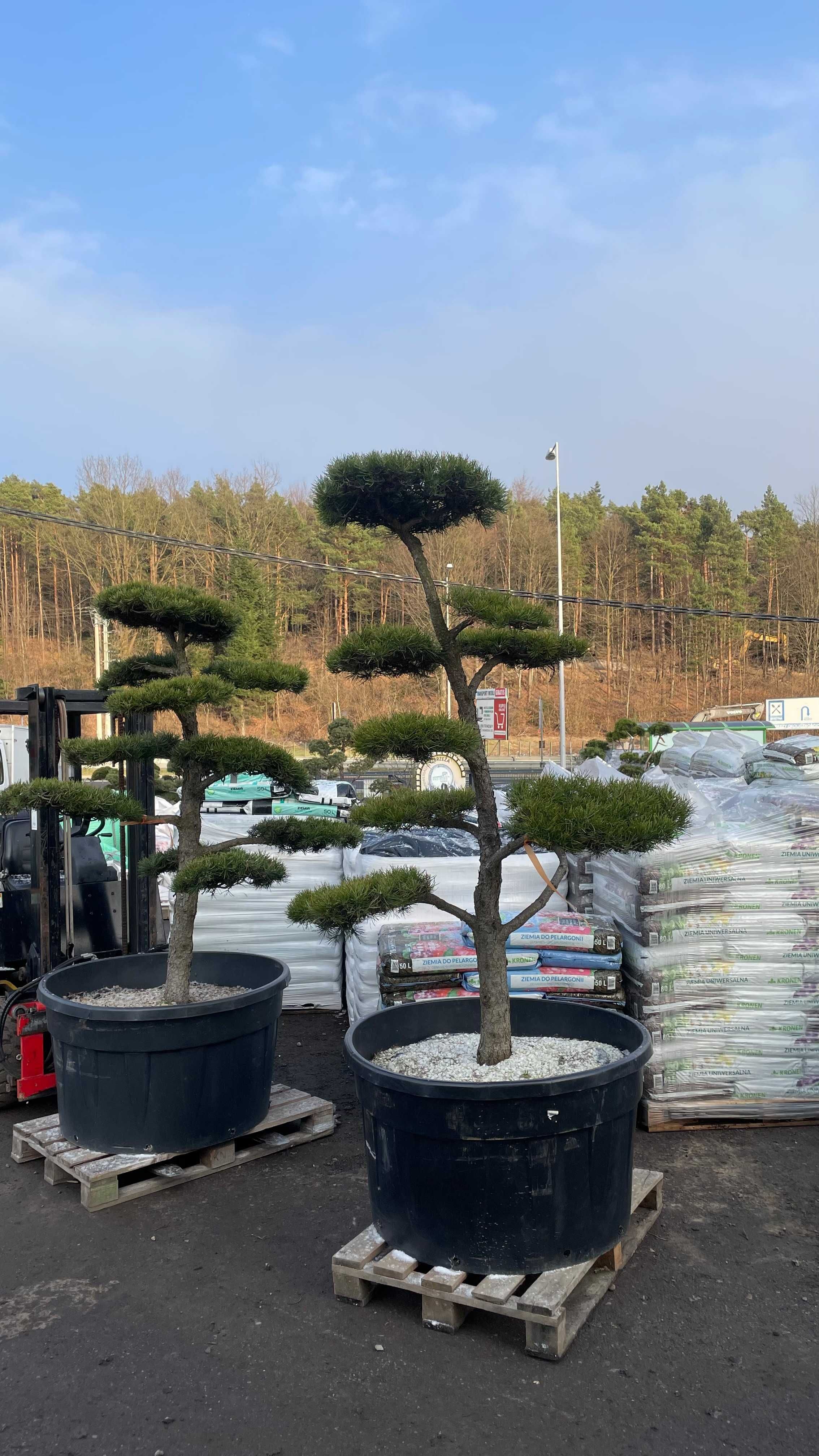 Sosna Banksa formowana drzewo BONSAI /drzewa ozdobne/krzewy formowane/