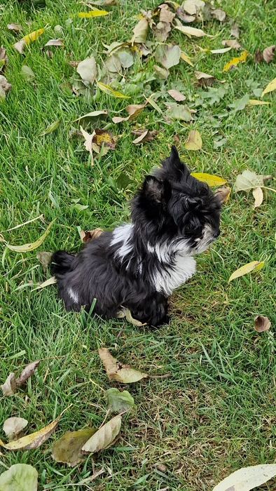 *Micro* chłopczyk IDEALNY Yorkshire Terrier