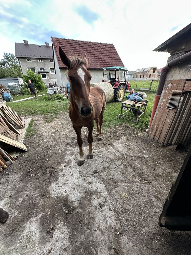 Sprzedam Źrebiczke 15 miesięczną