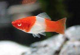 GB Mieczyk KOI Xiphophorus helleri Koi