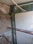 Vendo casal  de ring neck