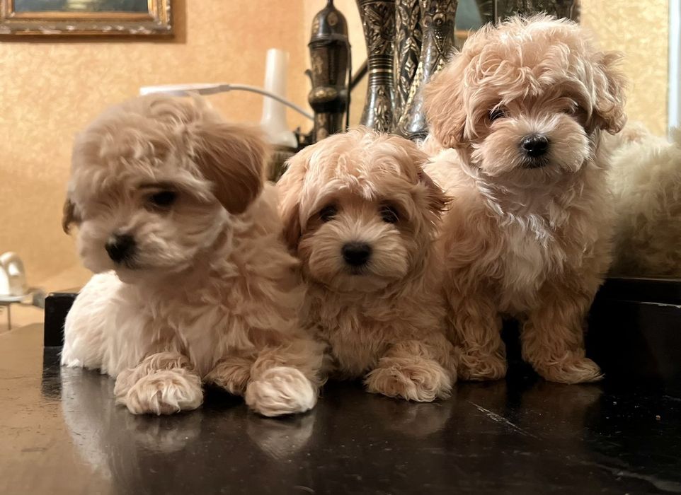 Мальтипу девочка