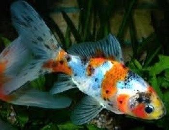 Karp narybek kroczek