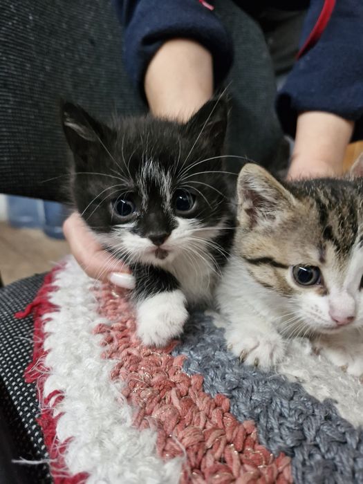 Отдаем котят два мальчика и девочка