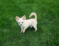 Chihuahua Długowłosy FCI ZKwP Piesek