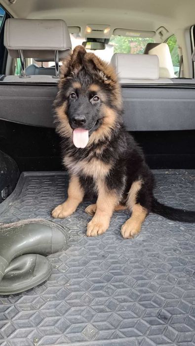 цуценята німецької вівчарки