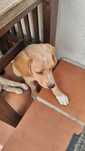 Cães macho e fêmea