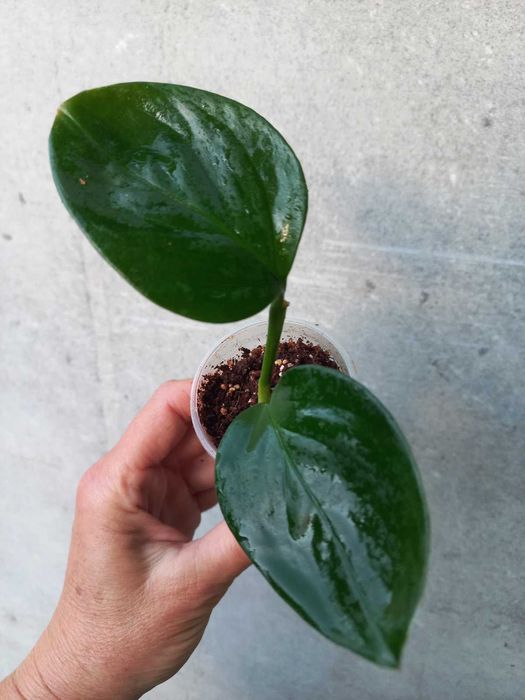 Монстери Обліква Перу, Адансона, Манкі, Мініма кімнатні квіти