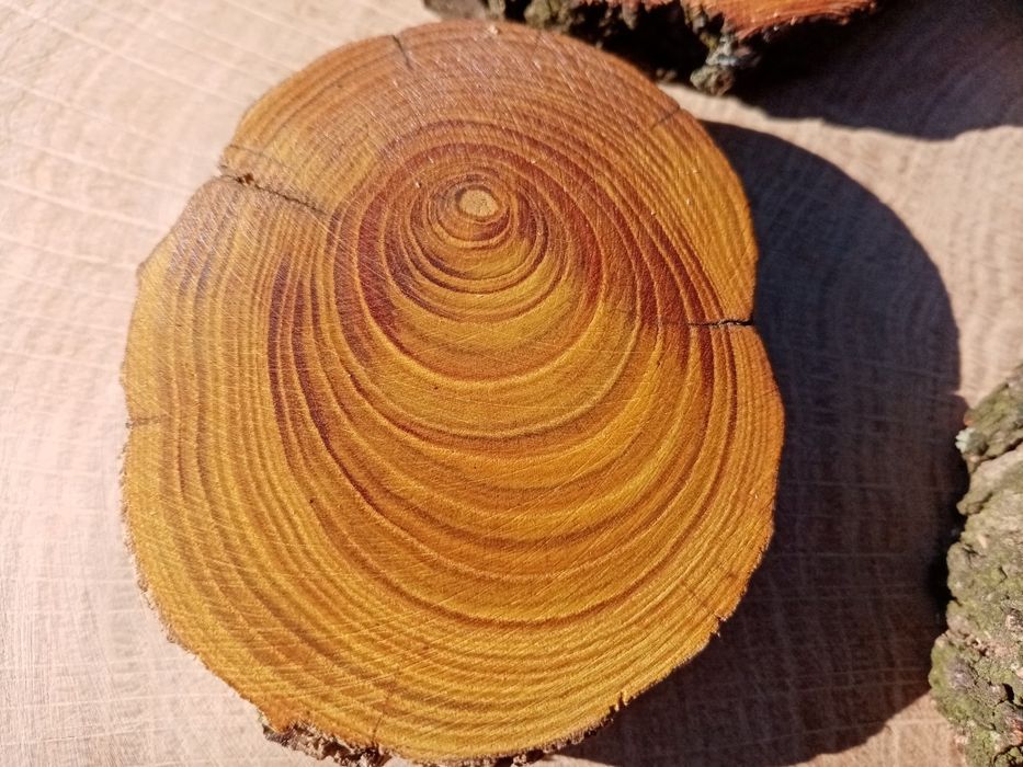 Слэб, торцевой срез дерева, спил, панно, декор из дерева