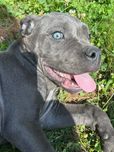Niebieska suczka cane corso utytułowani przodkoeie FCI ODBIÓR