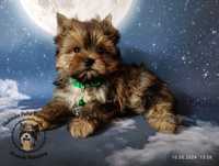 York, yorkshire terrier mini ocean pearl.