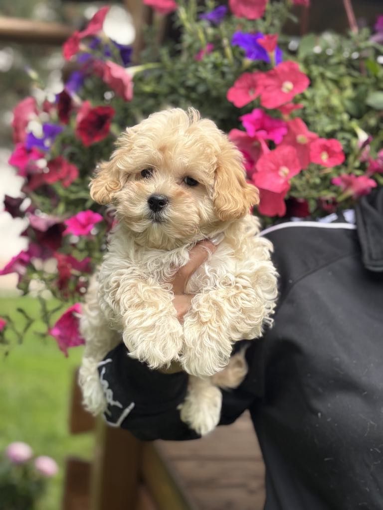 Maltipoo pudel toy szczeniak do odbioru!!