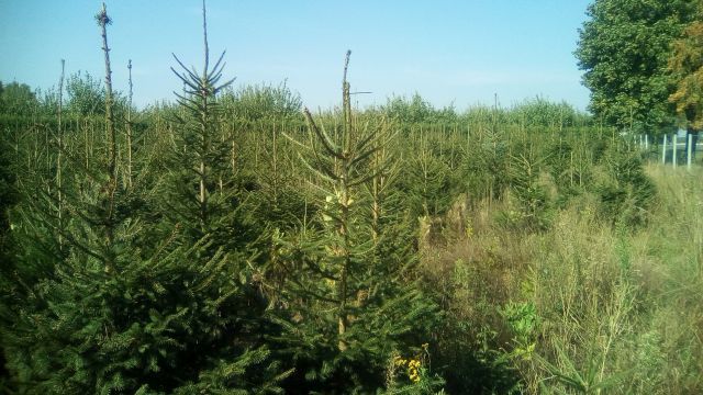 choinka, świerk świąteczny dowozem , Warszawa i okolice, producent
