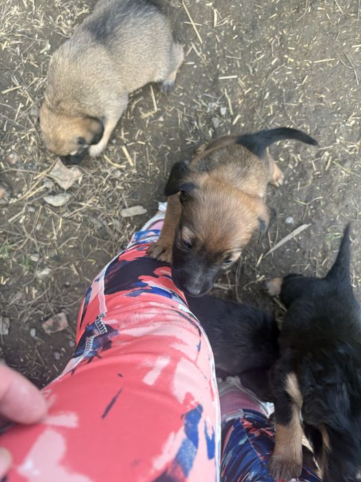 Slodkie misie oddam za darmo