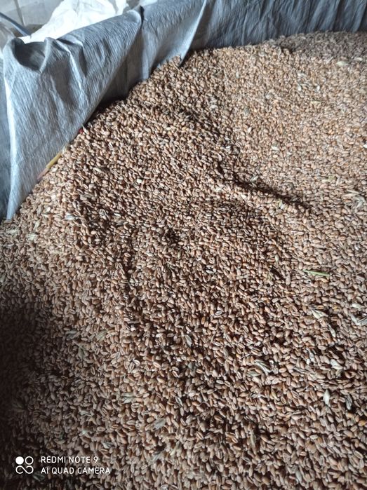 Pszenica Ozima na paszę