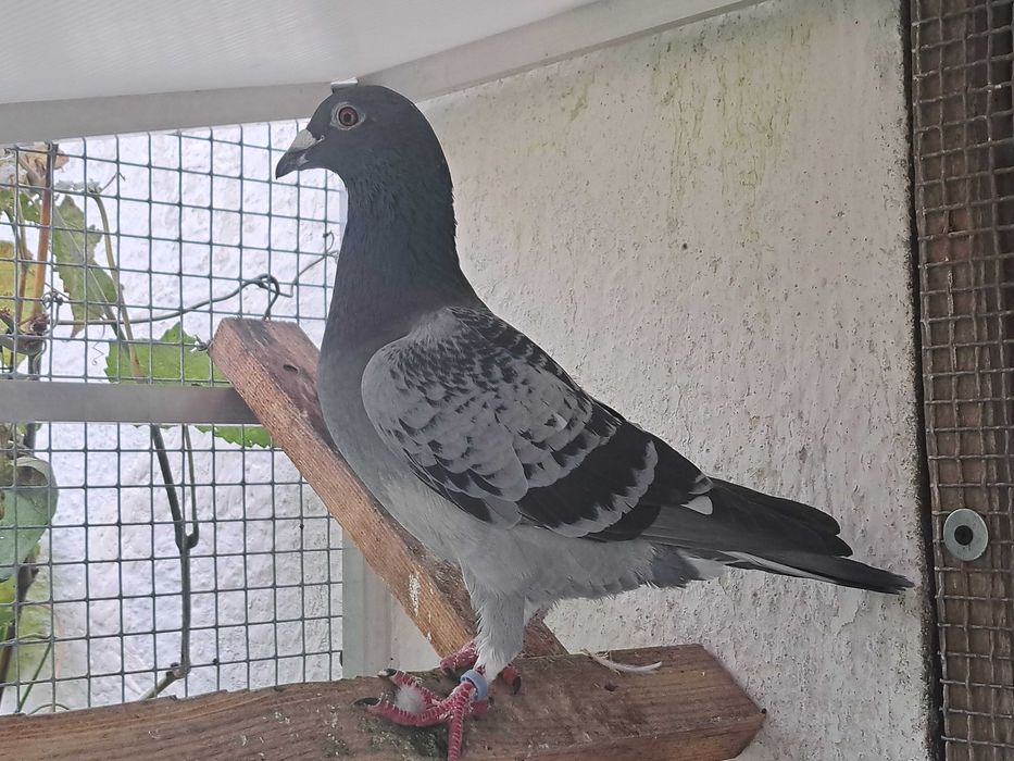 Gołąb gołębie pocztowe  - Wnuk Porche911
