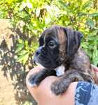 Disponível Boxer Tigrado
