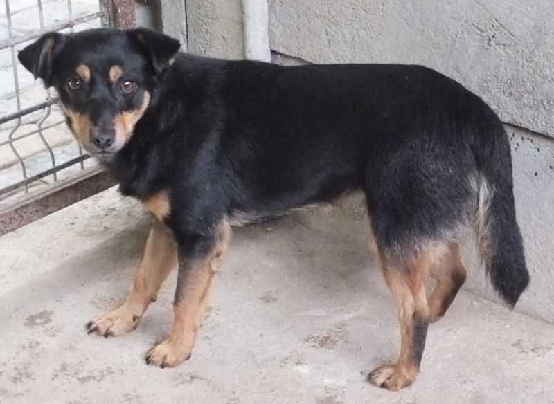 Wargacz średni ,czarno podpalany pies do adopcji