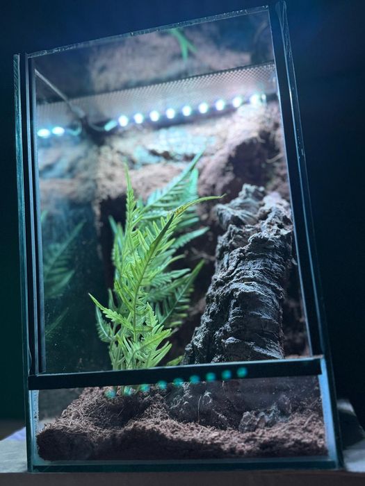 Terrarium z wystrojem dla pająka modliszki 20x20x30