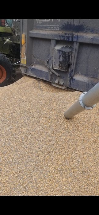 Kukurydza sucha 12-14 %